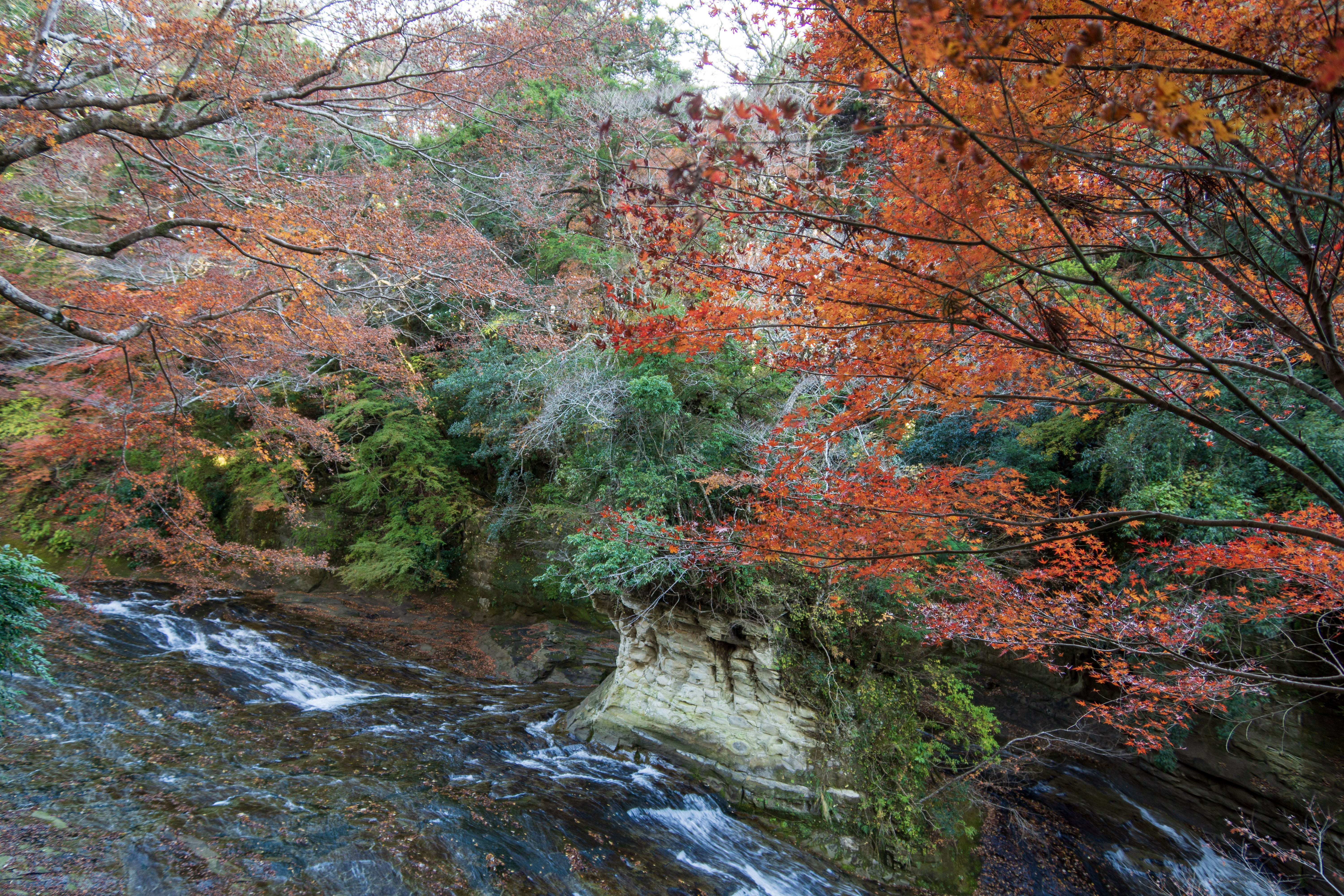 養老渓谷(紅葉)_2024年12月_(株)日立産機GT_安田.jpg