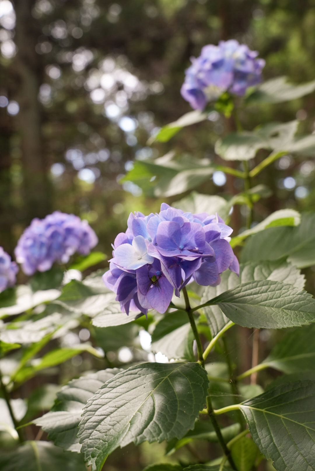 服部農園(紫陽花)②_2025年6月_(株)日立産機GT_安田.jpg